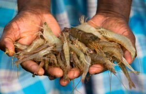 US tariffs hit Andhra shrimp exports; rising uncertainty pushes farmers toward fish farming